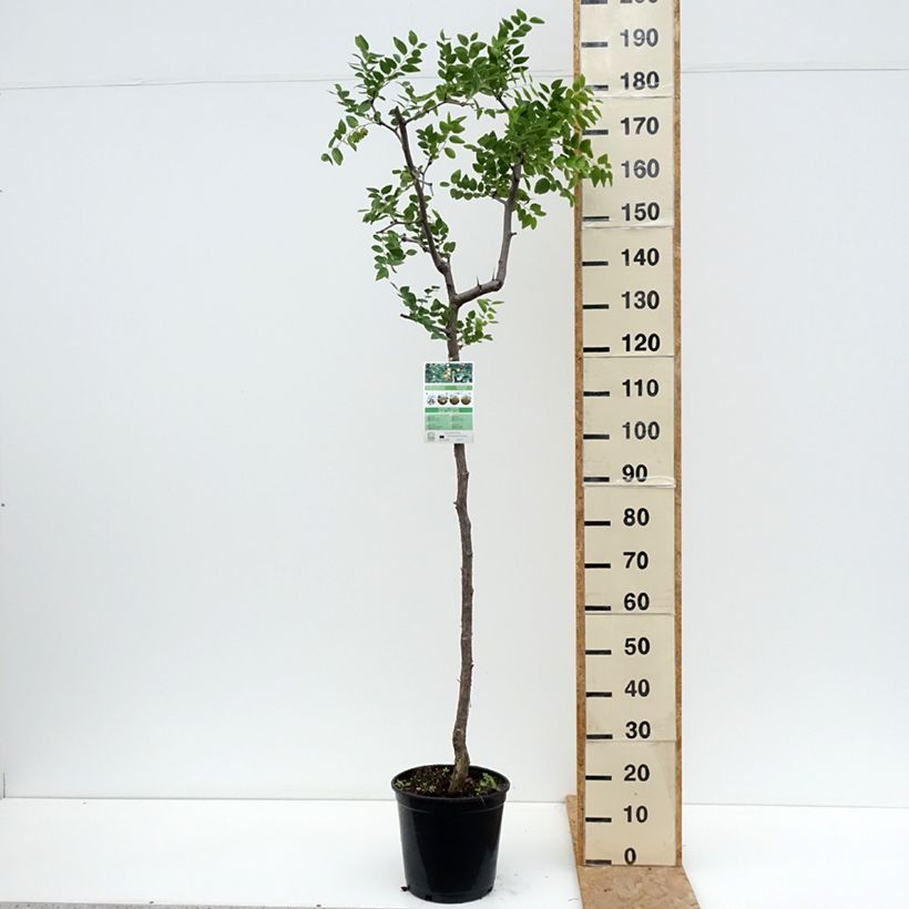 Esimerkki kesällä toimitetusta Kiinanjujuba - Ziziphus jujuba Pot de 12L/15L-taimesta