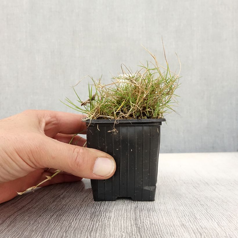 Esimerkki syksyllä toimitetusta Zoysia tenuifolia 8/9 cm taimiruukku-taimesta