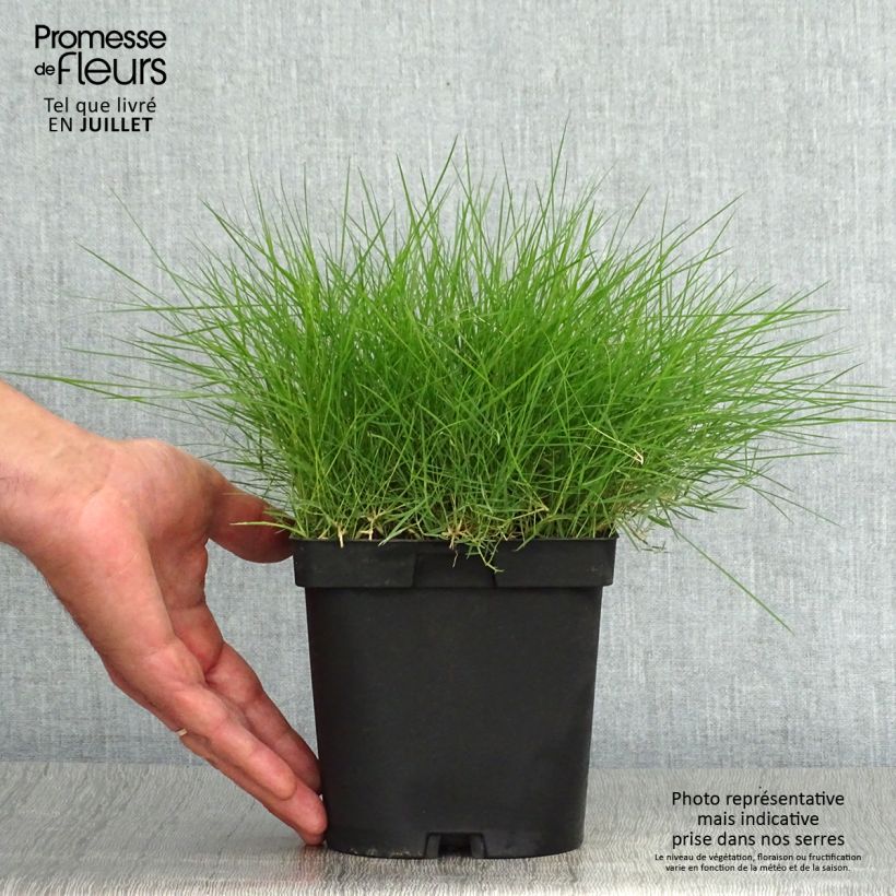 Esimerkki kesällä toimitetusta Zoysia tenuifolia Pot de 2L/3L-taimesta
