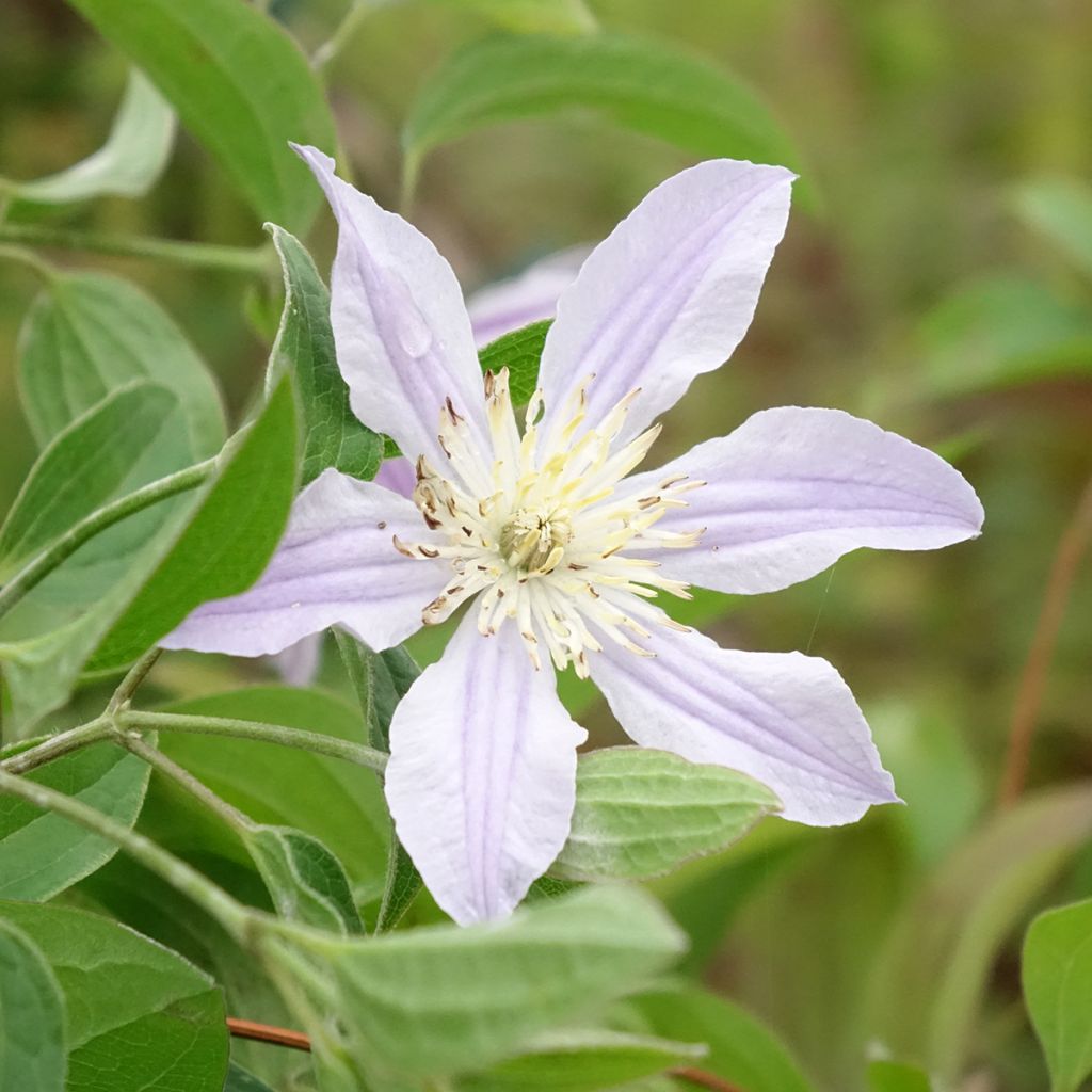 Tiukukärhö Clematis River Star