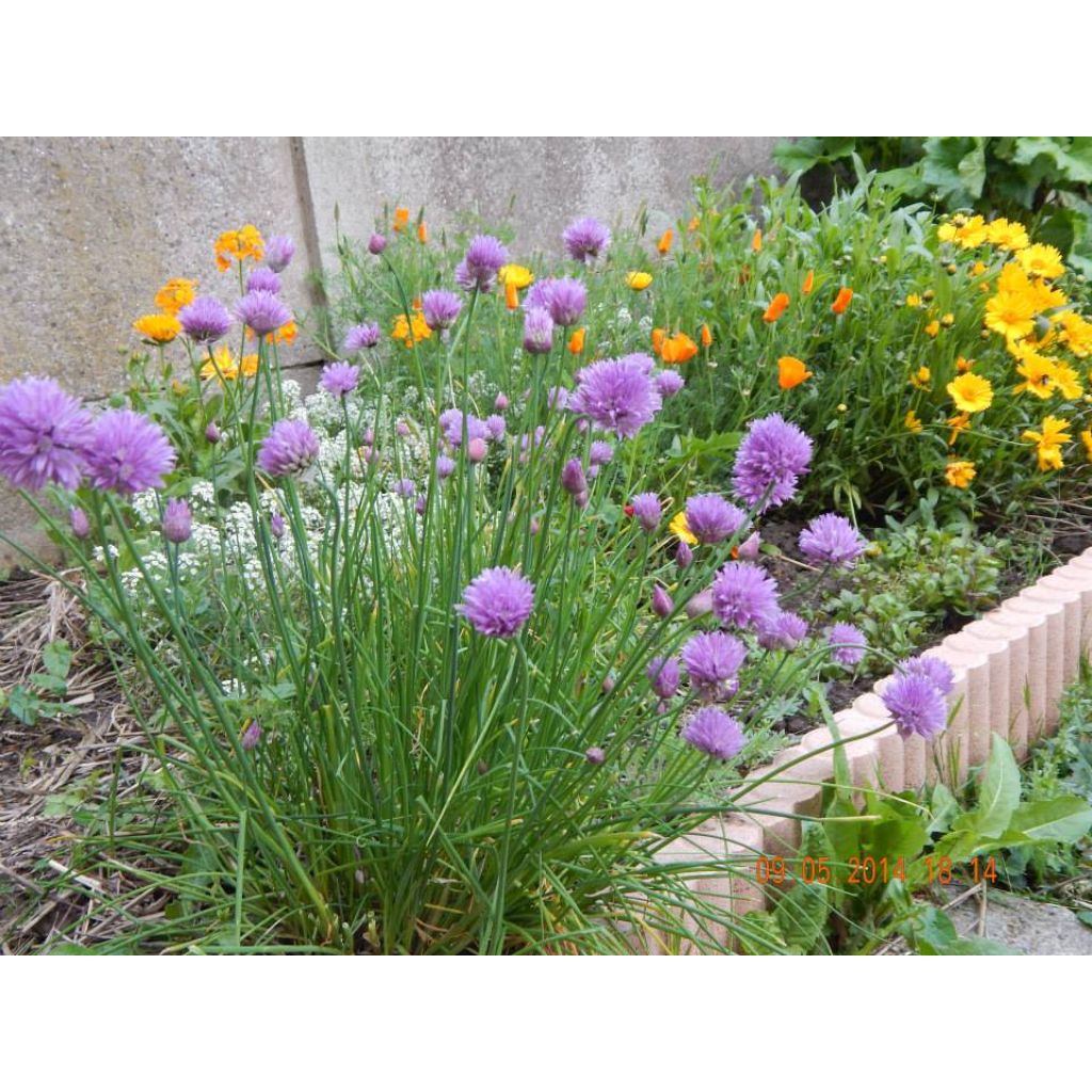 Ruoholaukka - Allium schoenoprasum