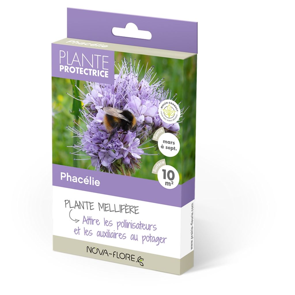 Aitohunajakukka - Phacelia tanacetifolia