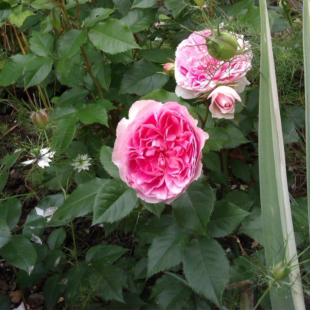 Floribundaruusu Sophia Romantica
