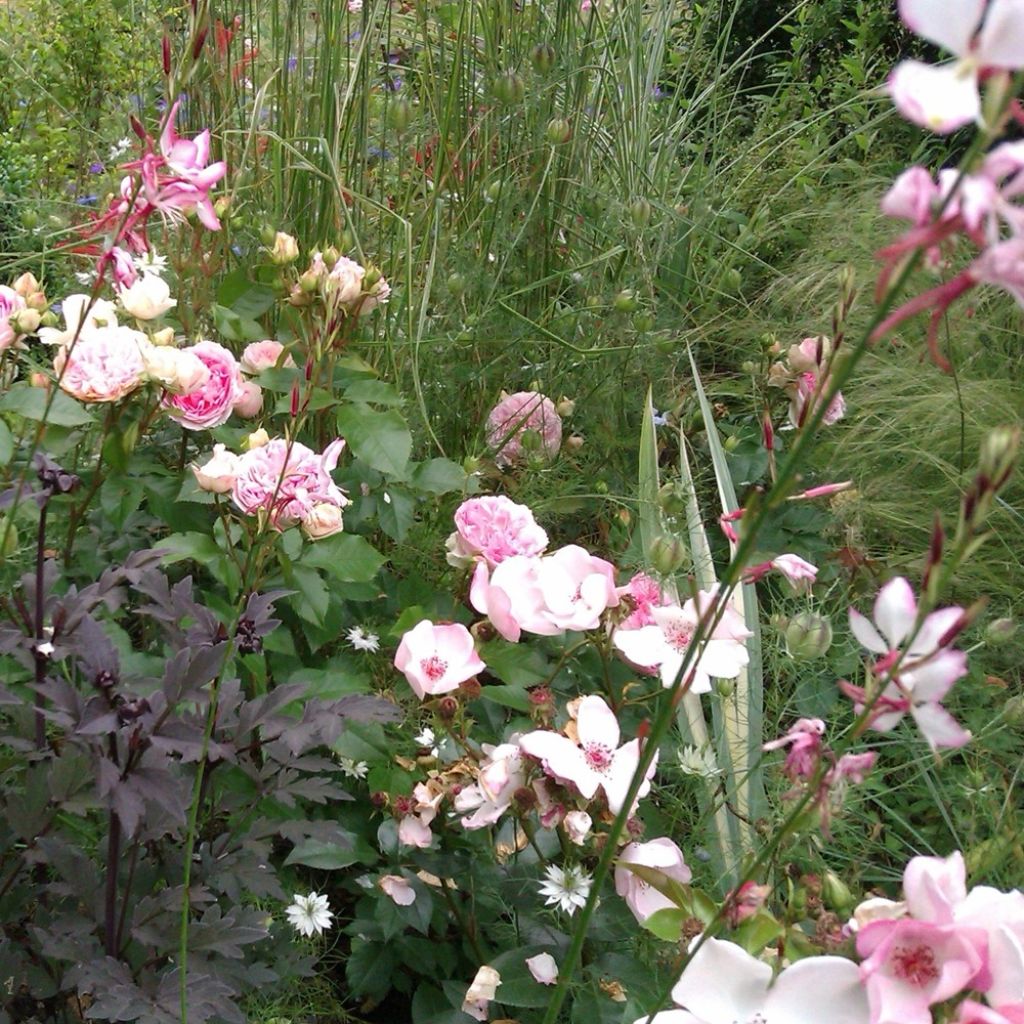 Floribundaruusu Sophia Romantica