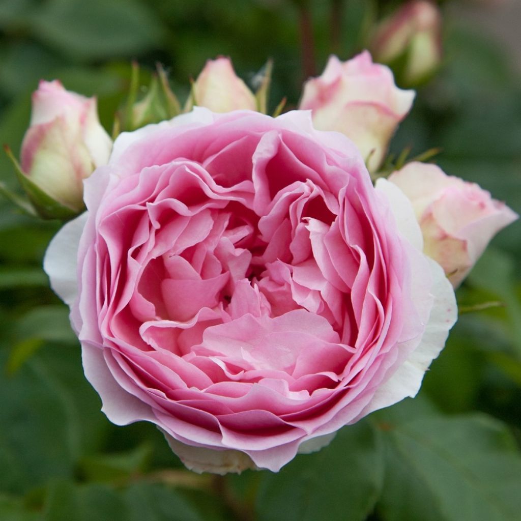 Floribundaruusu Sophia Romantica