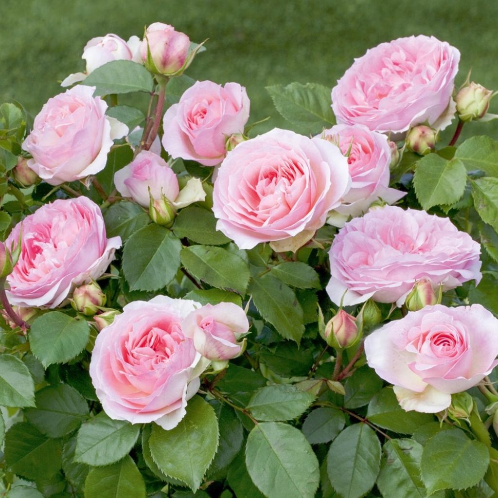 Floribundaruusu Sophia Romantica