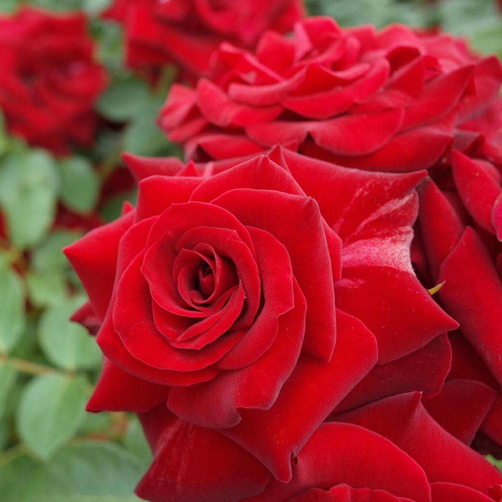 Floribundaruusu Niccolo Paganini