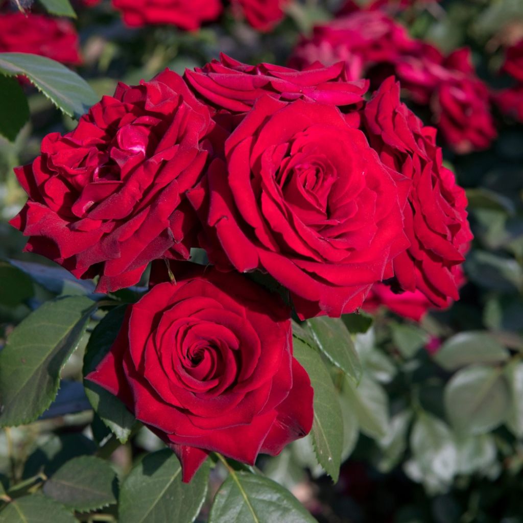 Floribundaruusu Niccolo Paganini