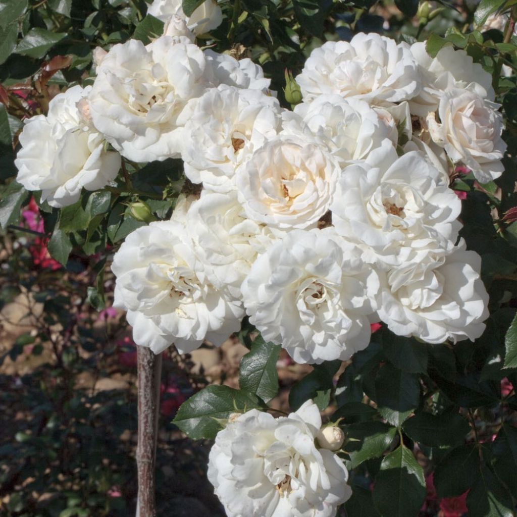 Floribundaruusu Carte Blanche