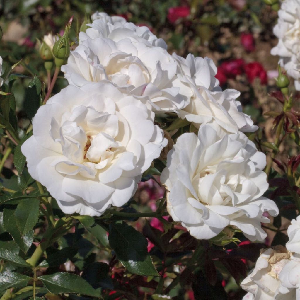 Floribundaruusu Carte Blanche