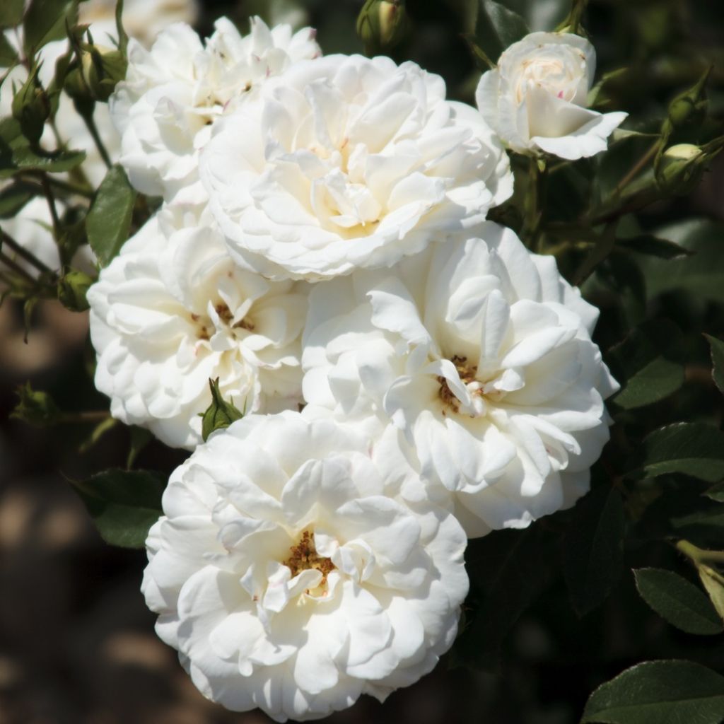 Floribundaruusu Carte Blanche