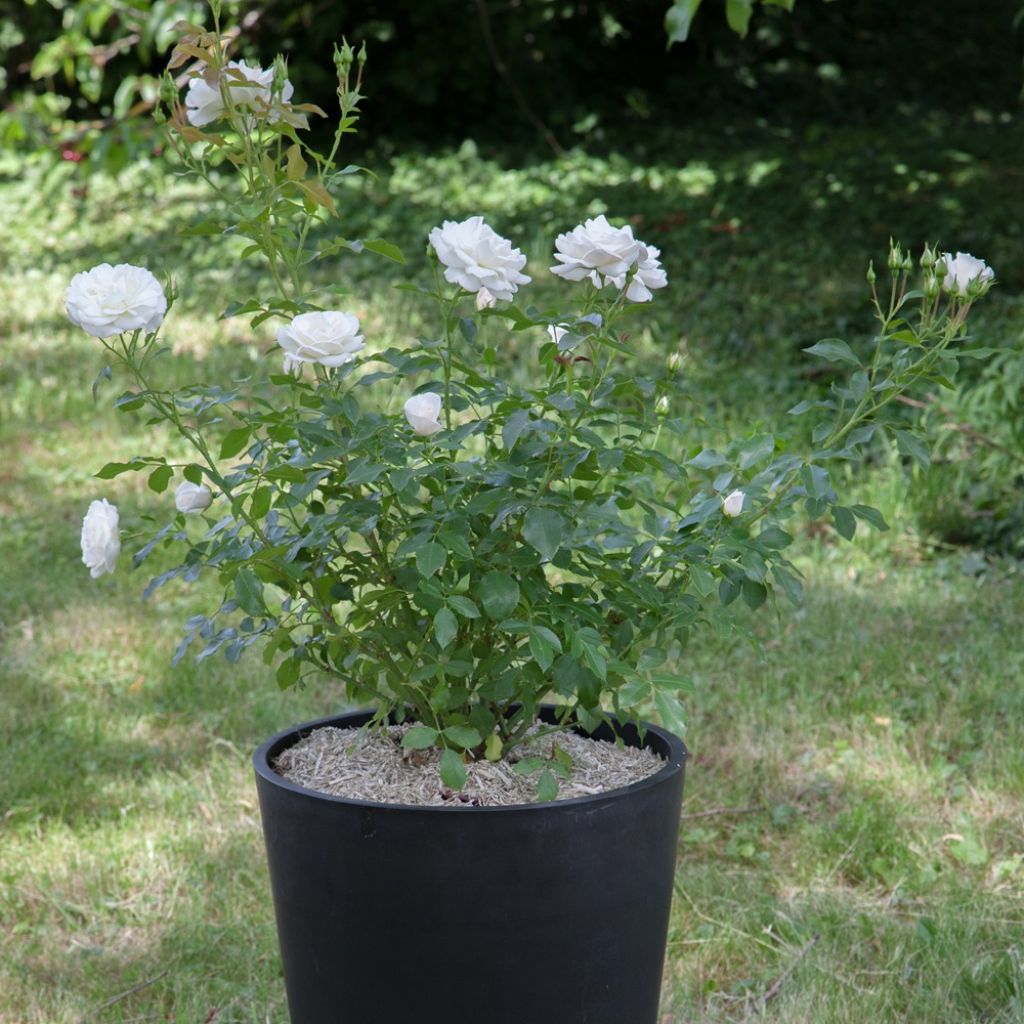 Floribundaruusu Carte Blanche