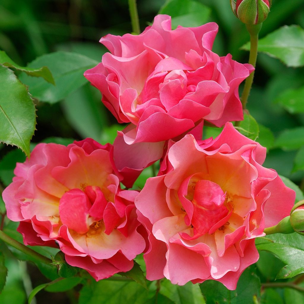 Floribundaruusu Jean Cocteau