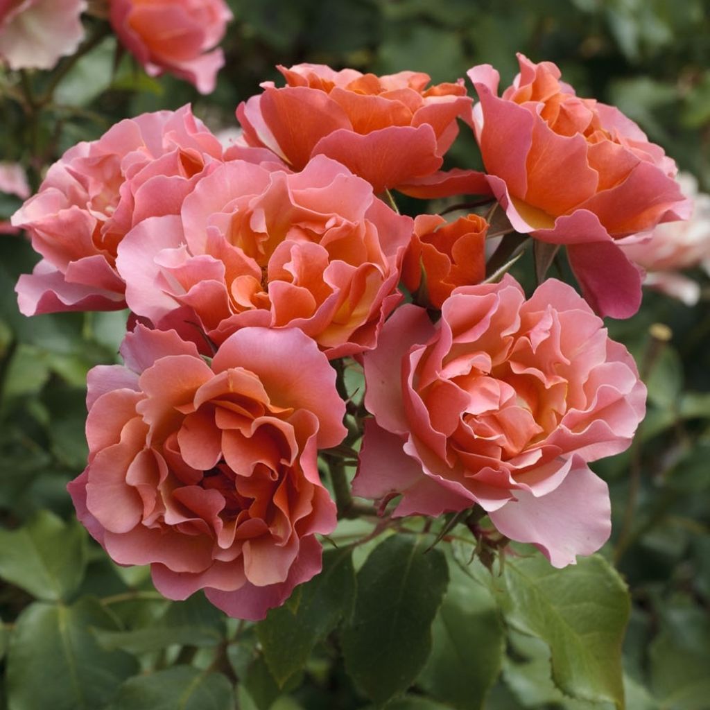 Floribundaruusu Jean Cocteau