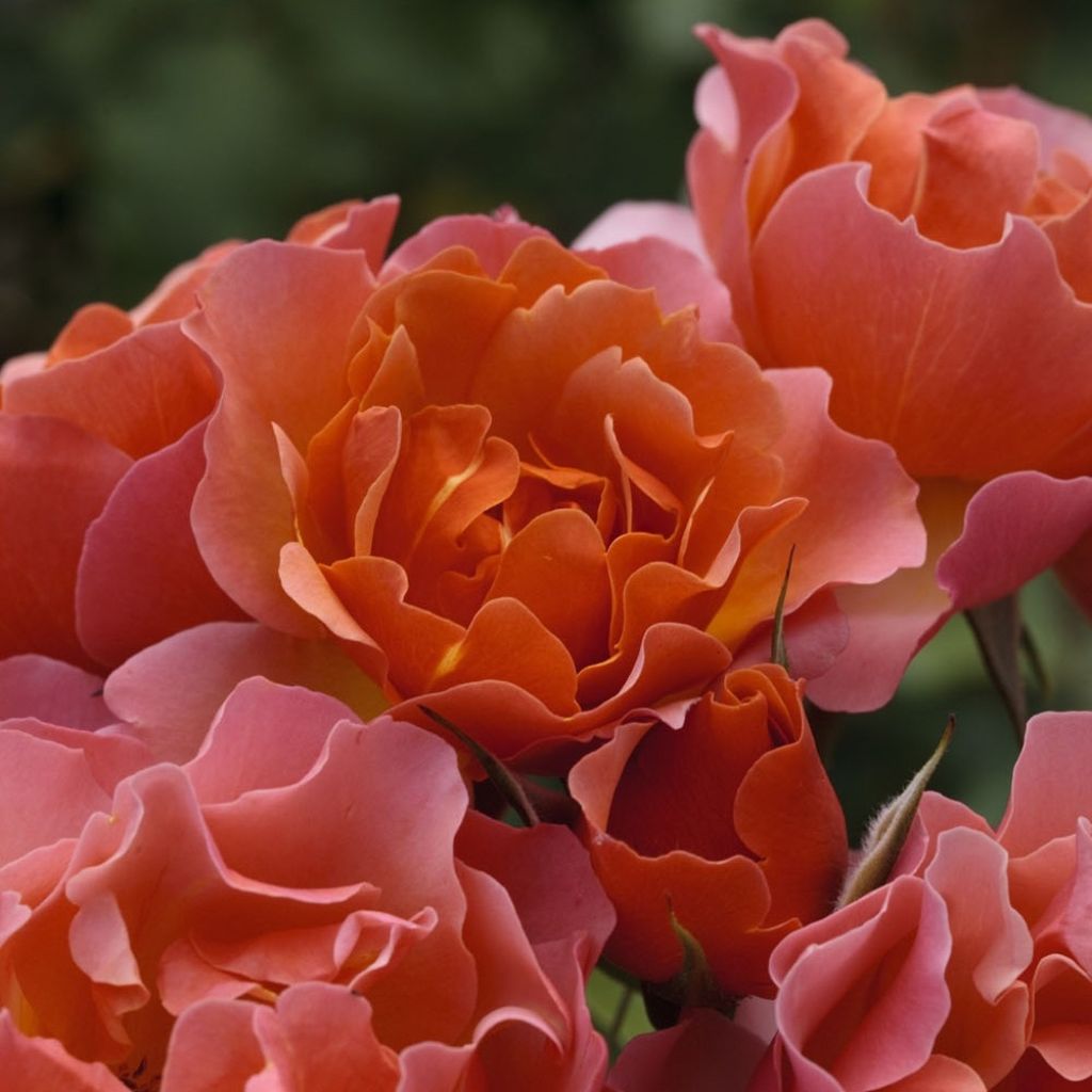 Floribundaruusu Jean Cocteau