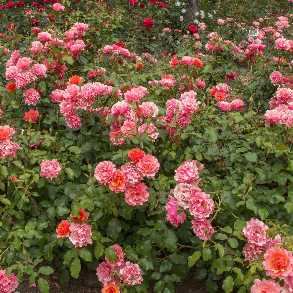 Floribundaruusu Jean Cocteau
