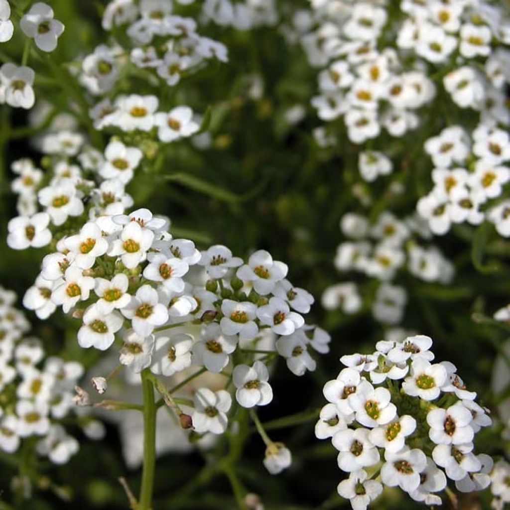 Tuoksupielus Snow Princess