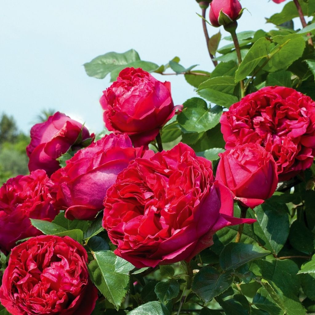 Köynnösruusu Red Eden Rose