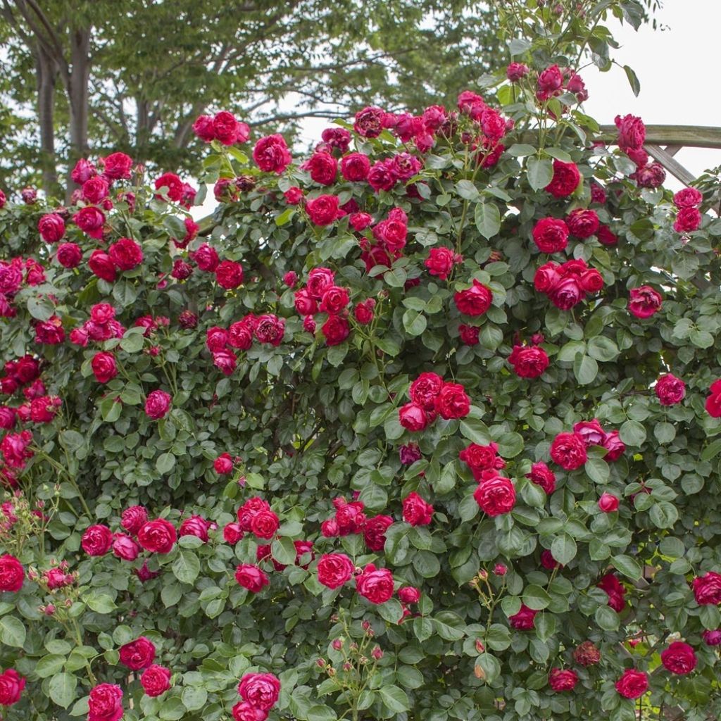 Köynnösruusu Red Eden Rose