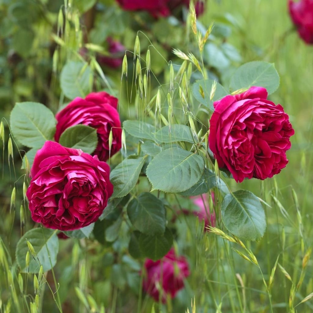Köynnösruusu Red Eden Rose