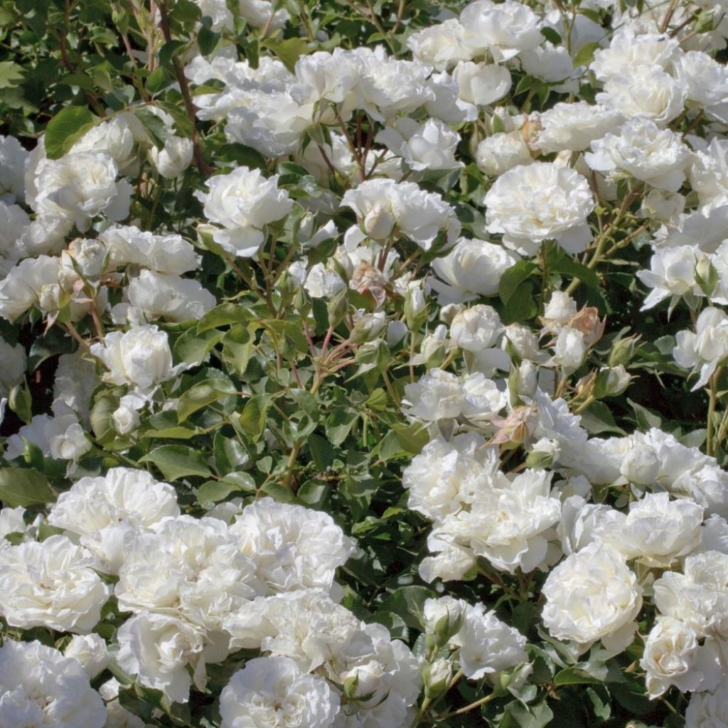 Pensasruusu White MEILLANDECOR