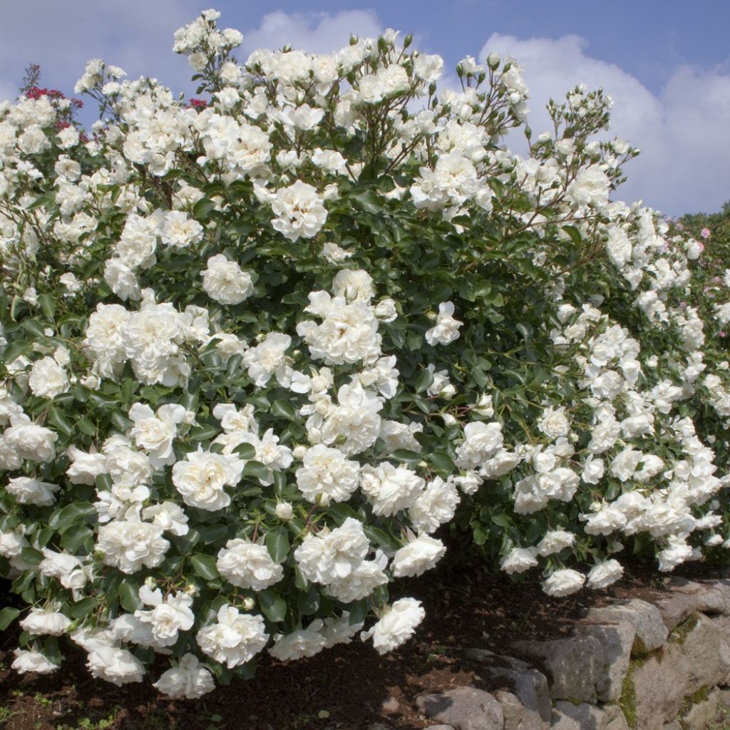 Pensasruusu White MEILLANDECOR