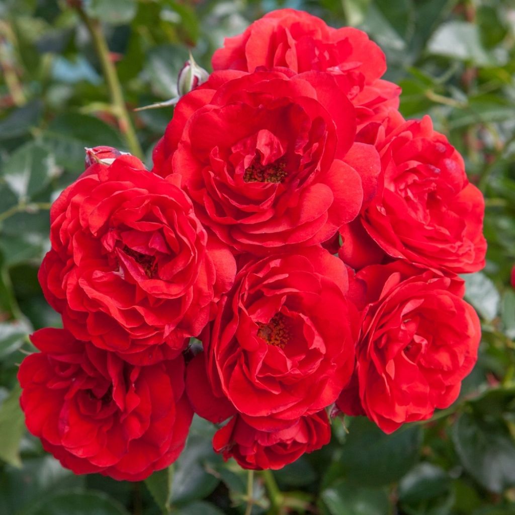 Pensasruusu Scarlet Bonica