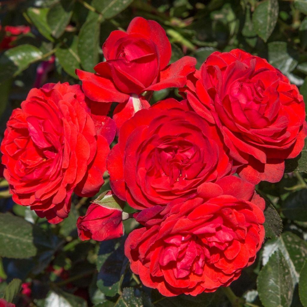 Pensasruusu Scarlet Bonica