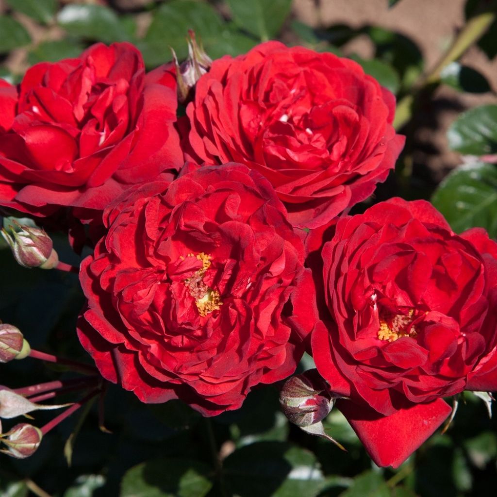 Pensasruusu Scarlet Bonica