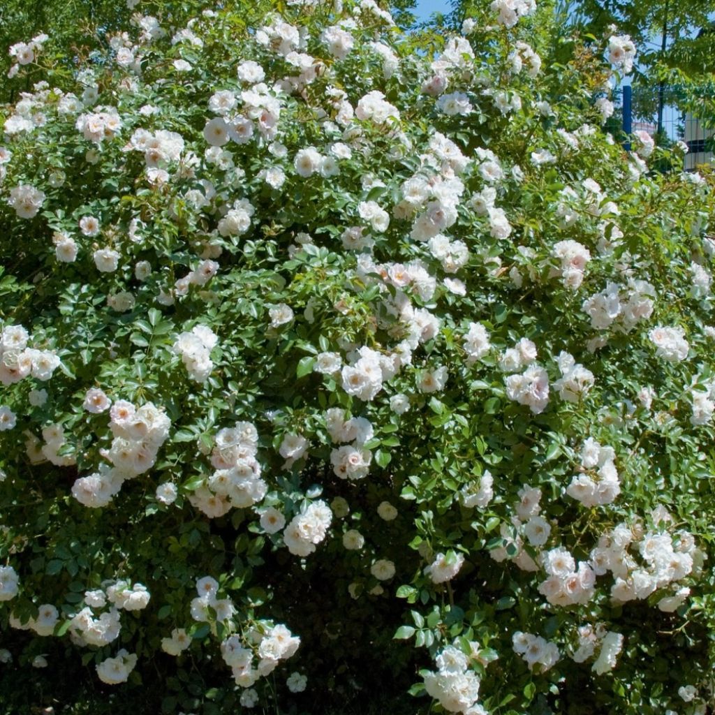 Pensasruusu ICE MEILLANDECOR