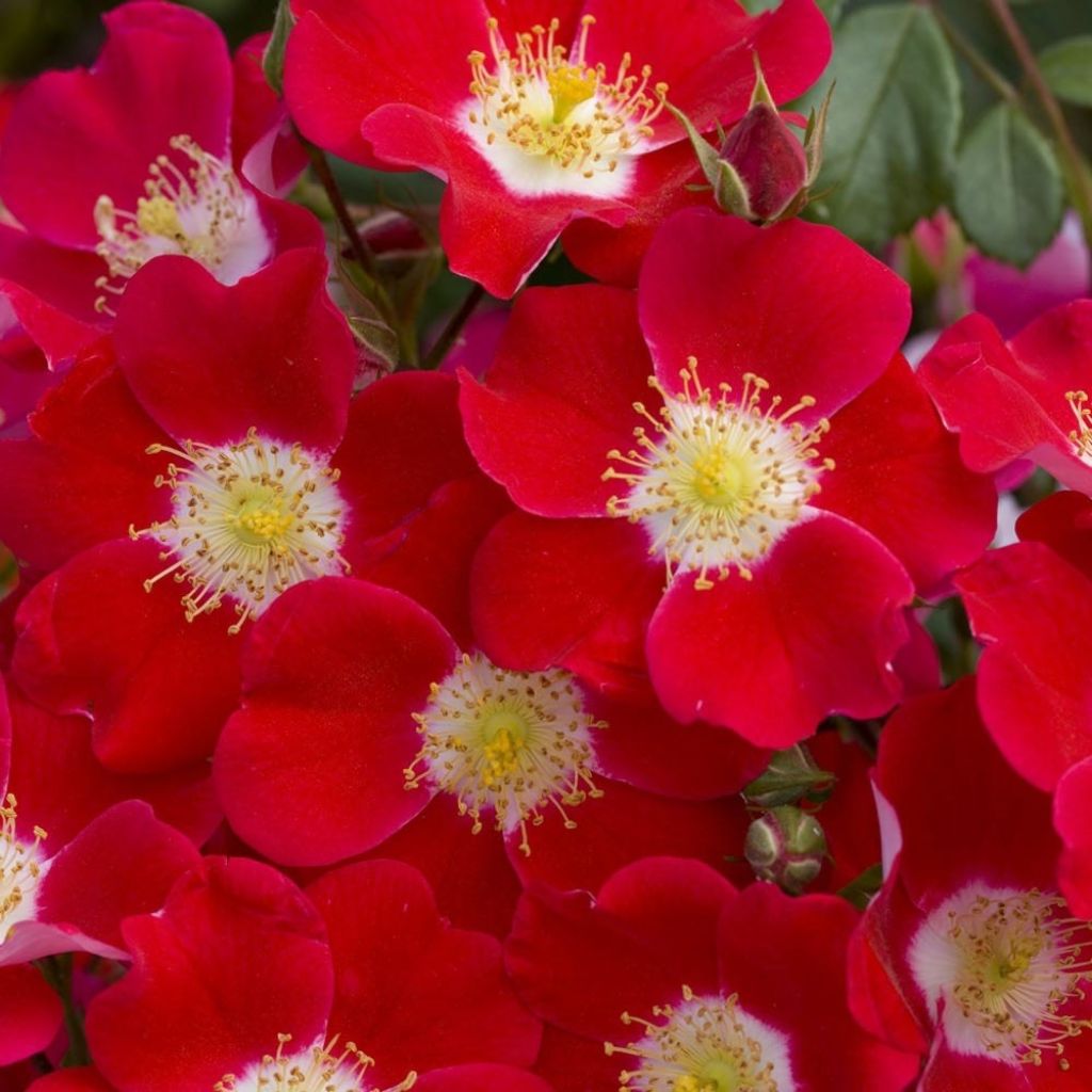 Pensasruusu Candia MEILLANDECOR
