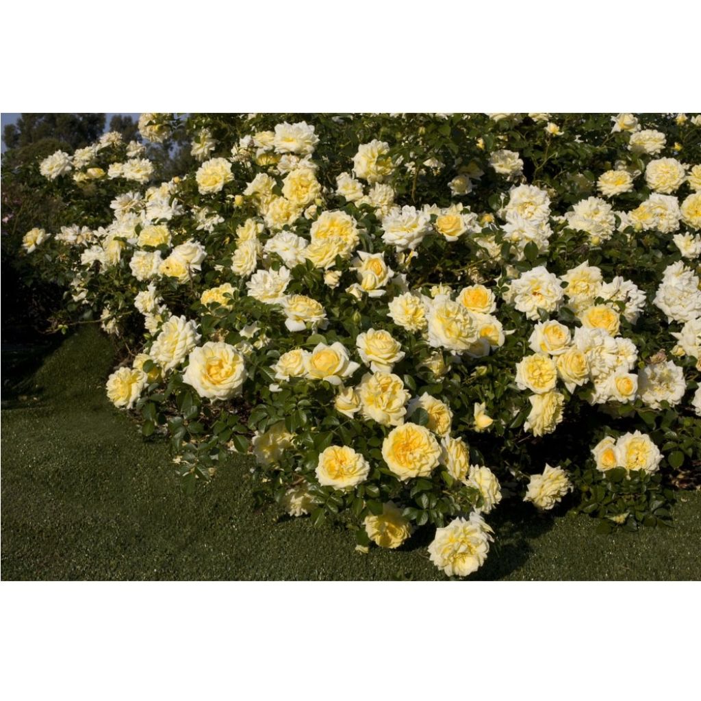 Pensasruusu Nadia MEILLANDECOR