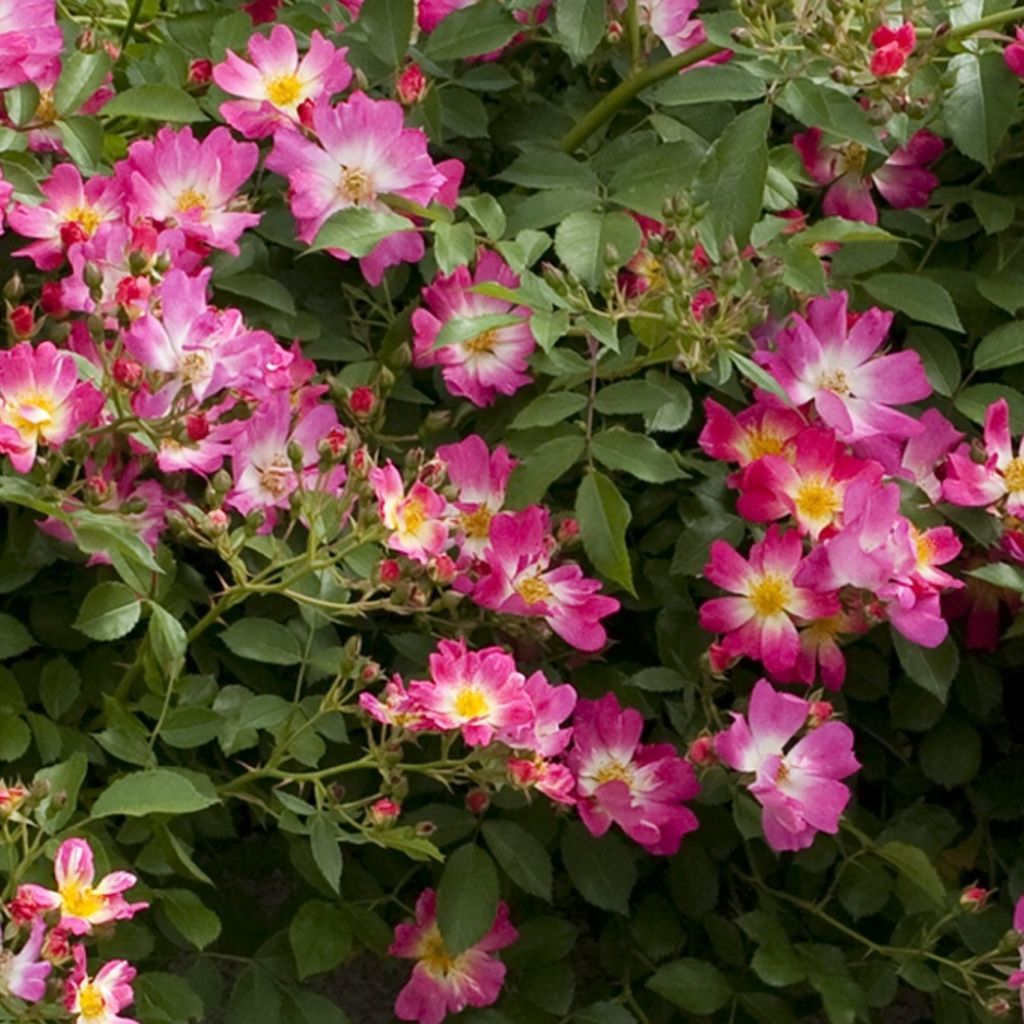 Maanpeiteruusu Pink DRIFT