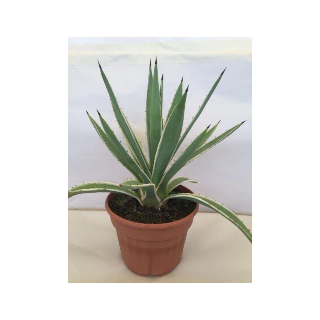 Raita-agaave Marginata