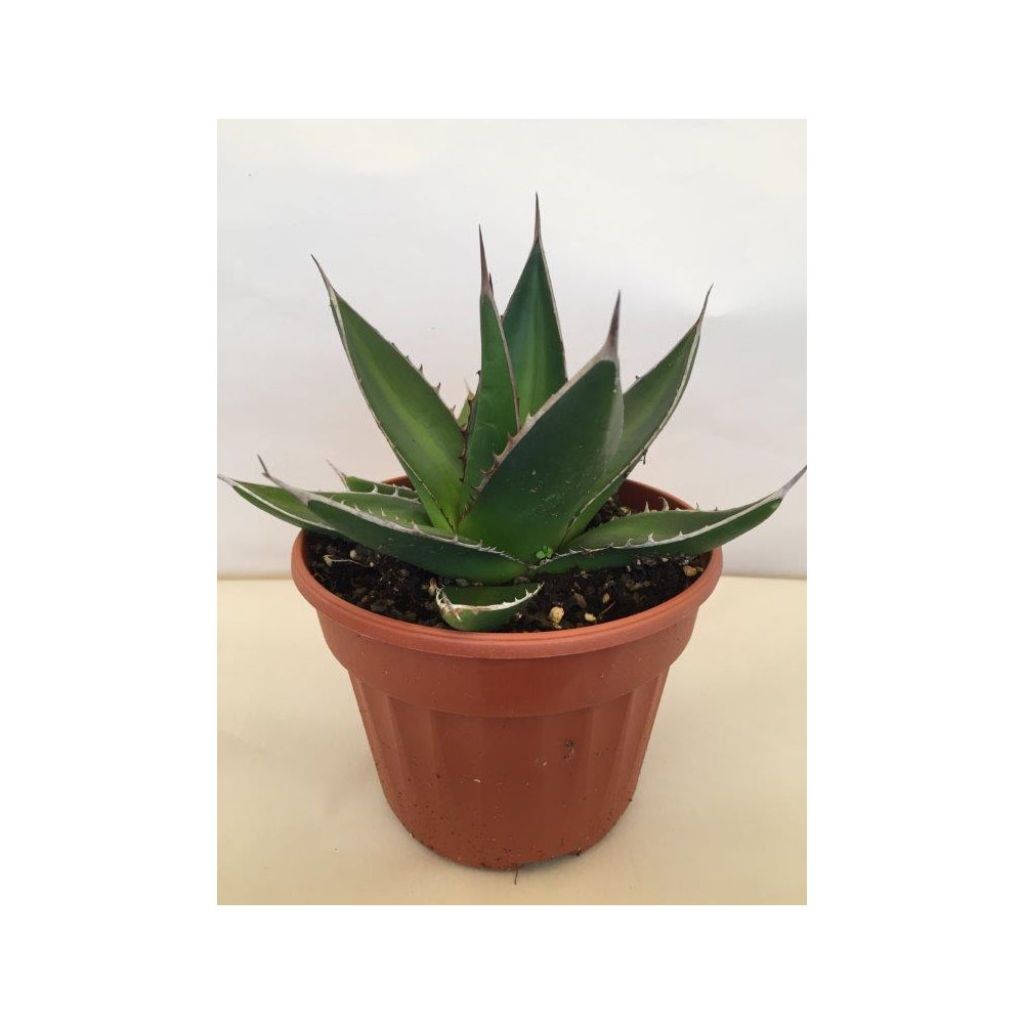 Agaave - Agave titanota