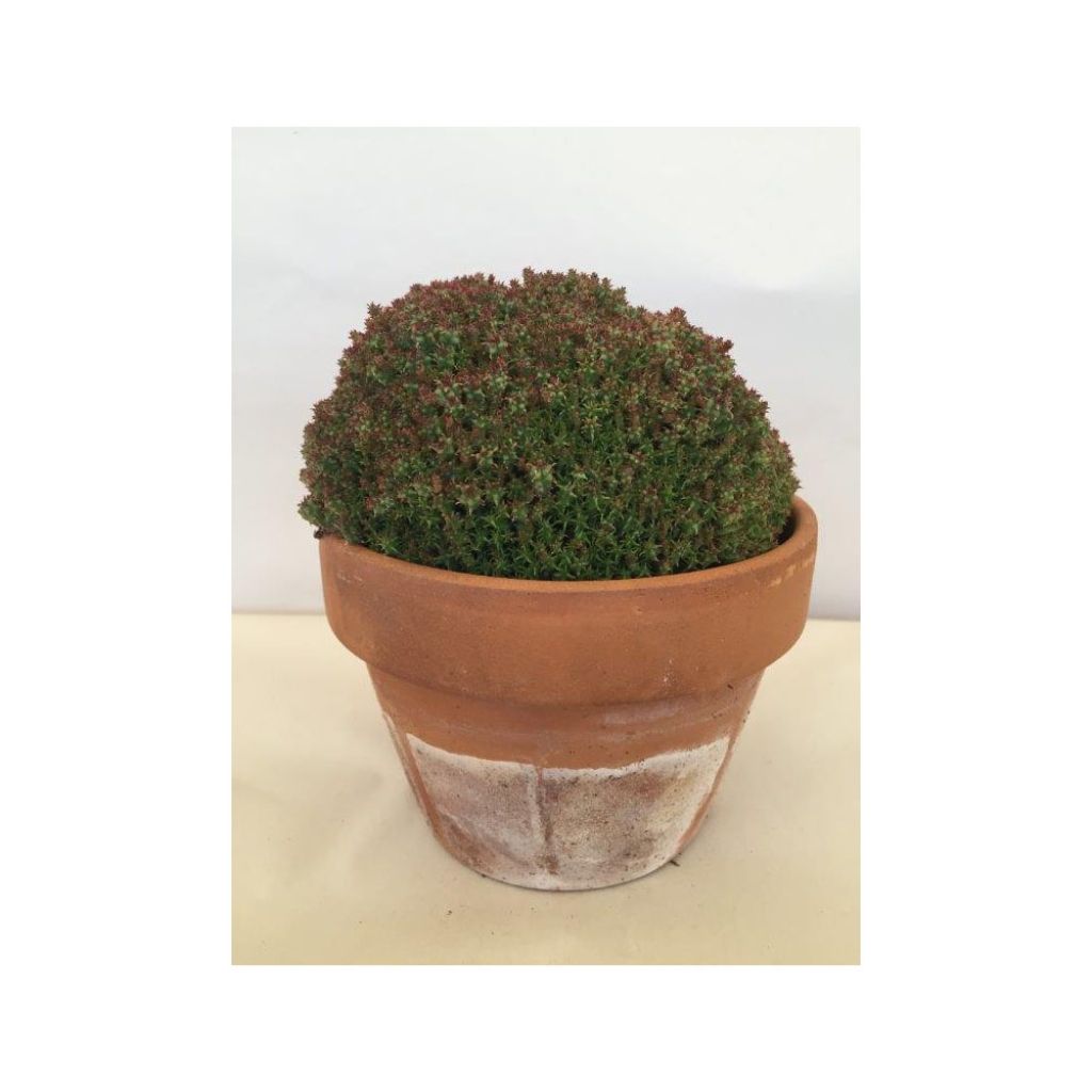 Tyräkki - Euphorbia submammillaris