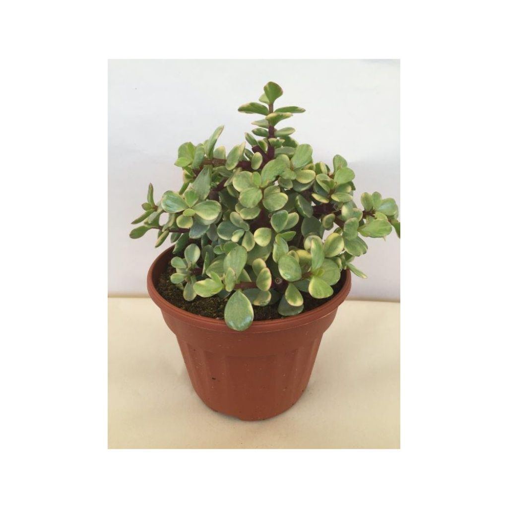 Pensasportulakka Variegata