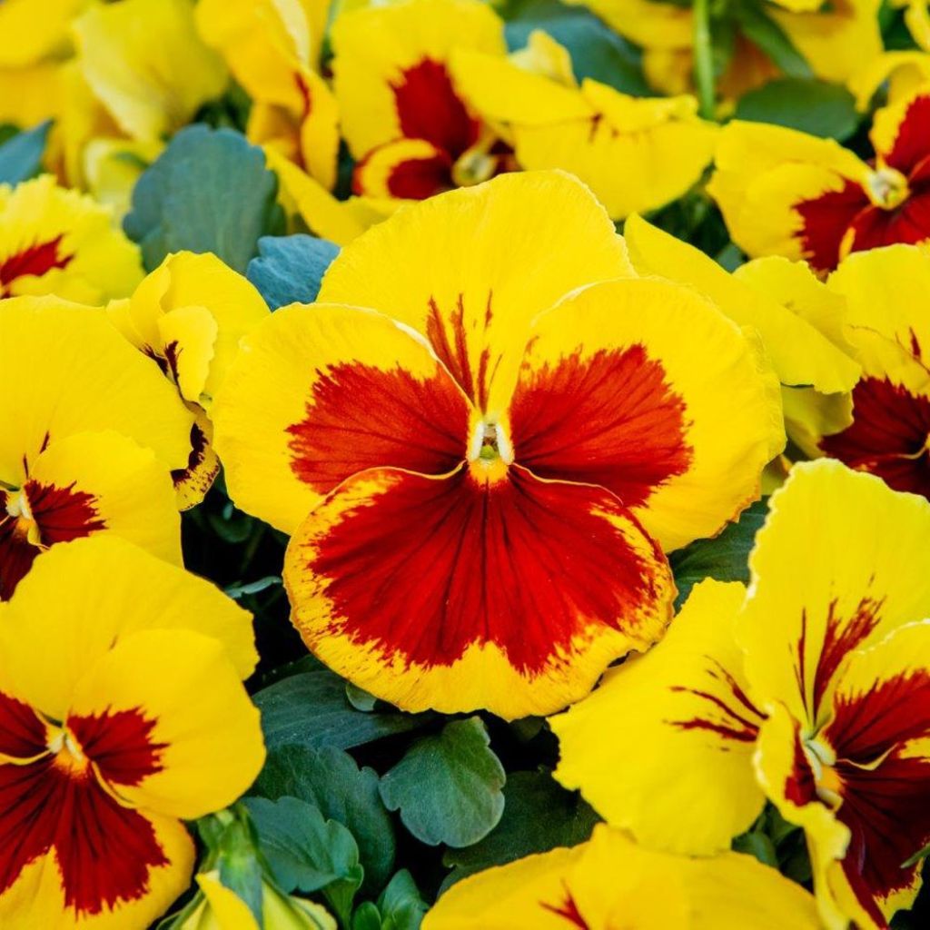 Tarhaorvokki Prim Up Yellow Red Blotch punainen - Viola