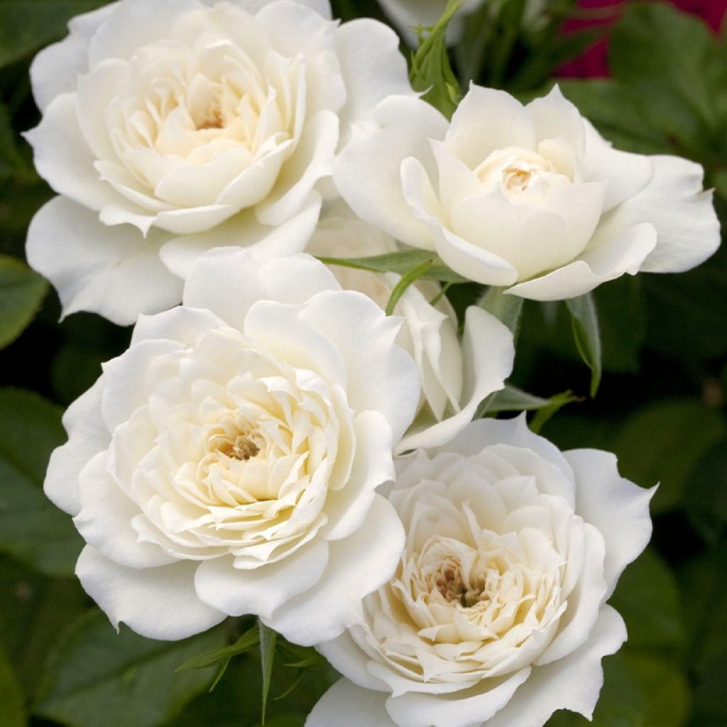 Kääpiöruusu Bridal MEILLANDINA