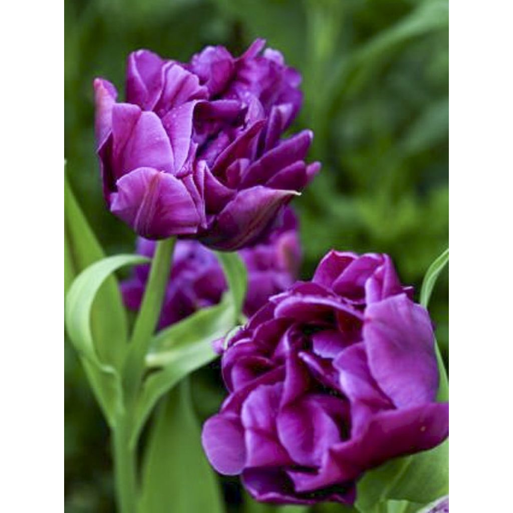 Varhainen kerrottu tulppaani Purple Pion