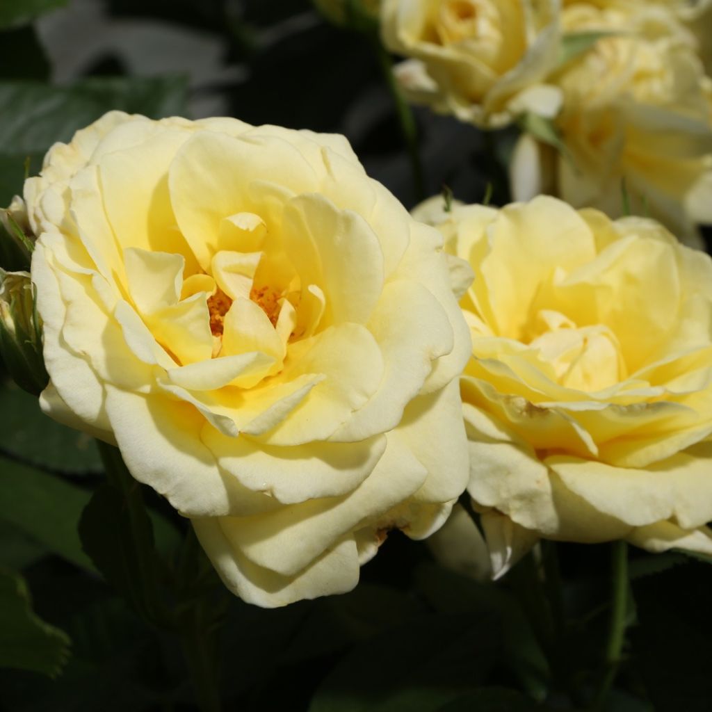Floribundaruusu Rustica III