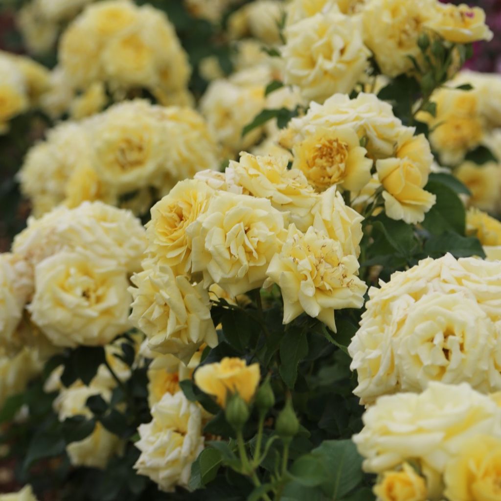 Floribundaruusu Rustica III