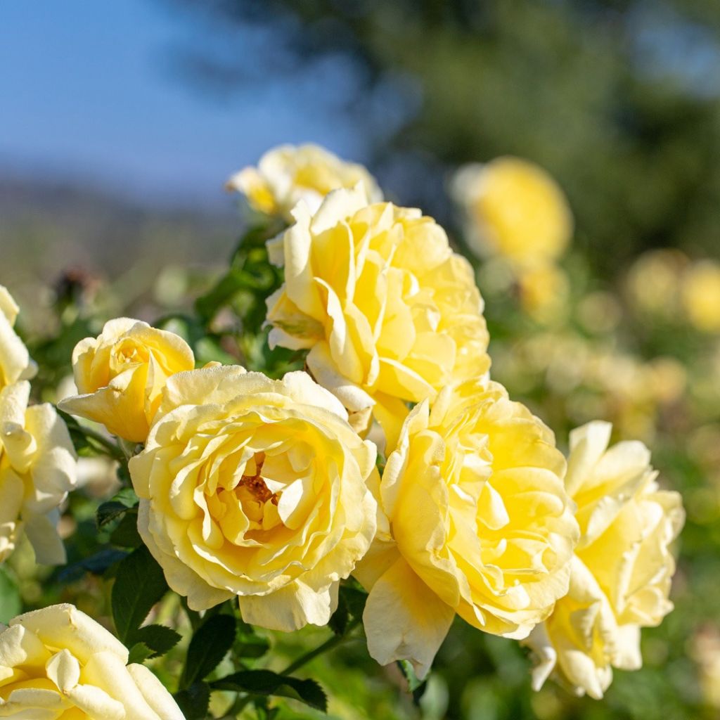 Floribundaruusu Rustica III