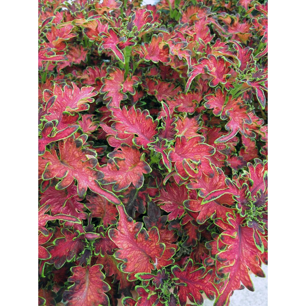 Isokirjopeippi Copinto Planter's Punch