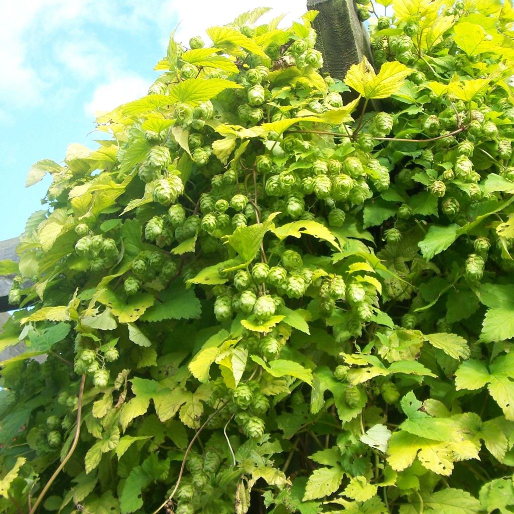 Humala luomu - Ferme de Sainte Marthe - Humulus lupulus