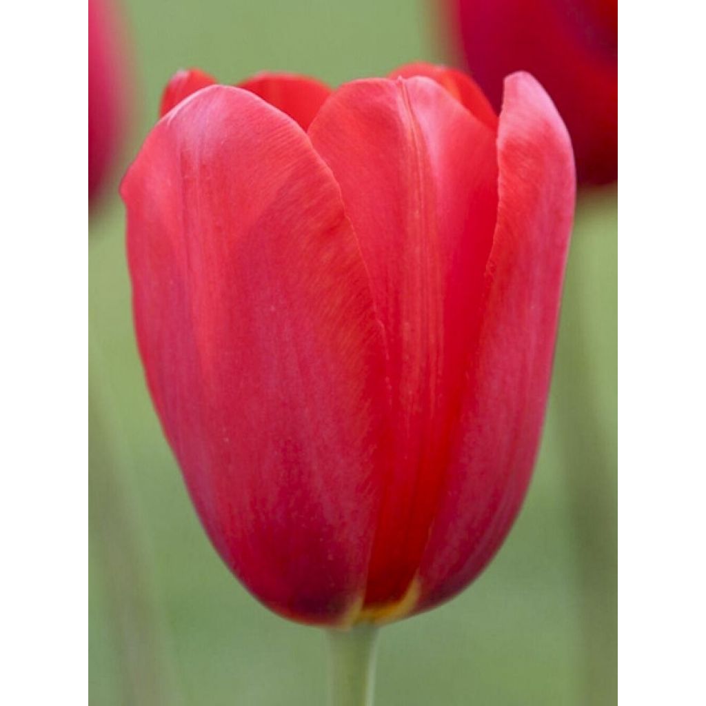 Myöhäinen yksinkertainen tulppaani Sky High Scarlet