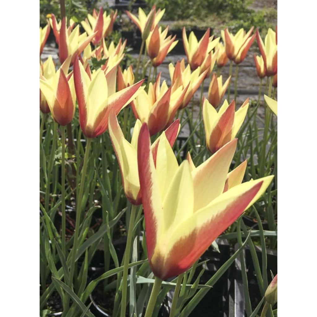 Italiantulppaani Cynthia