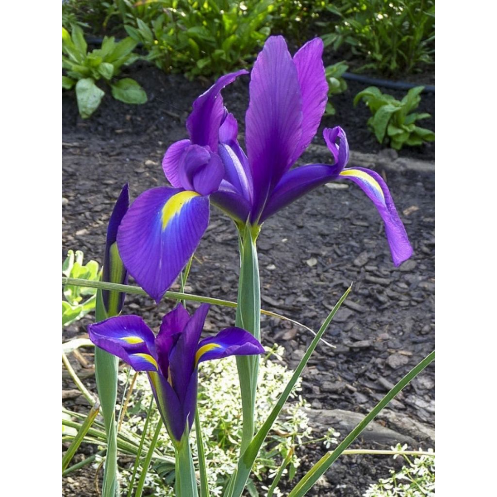 Hollanninkurjenmiekka Purple Sensation