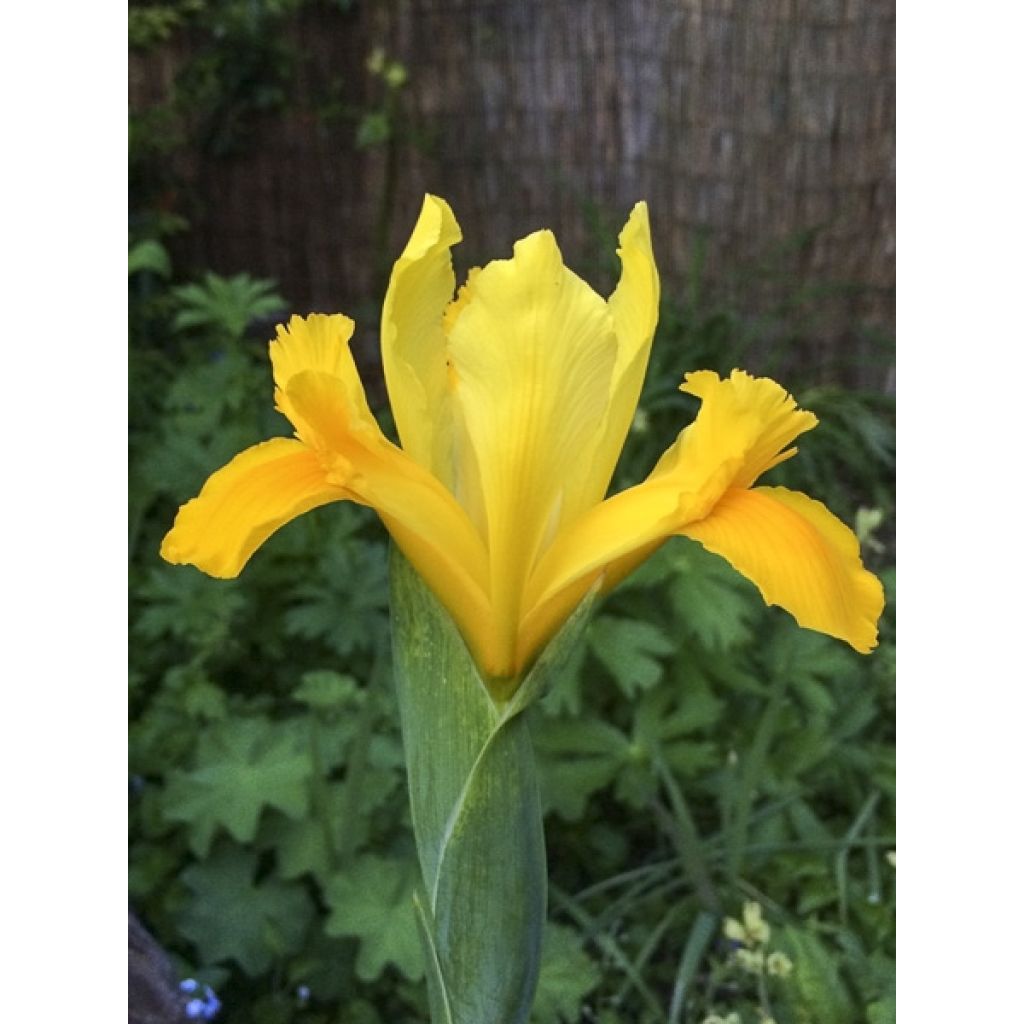 Hollanninkurjenmiekka Royal Yellow