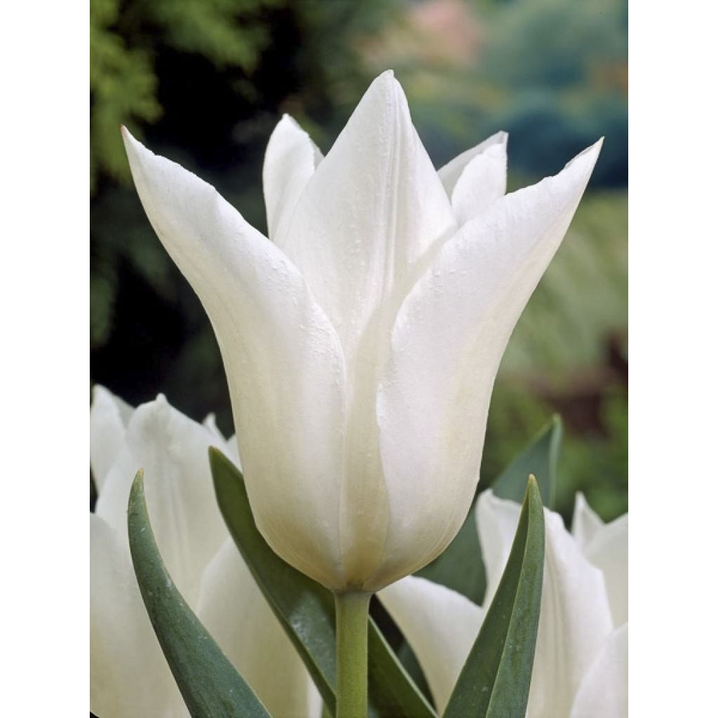 Liljatulppaani White Triumphator